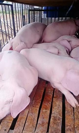 宜春猪肉价格今日价 江西猪肉价格今日价一斤