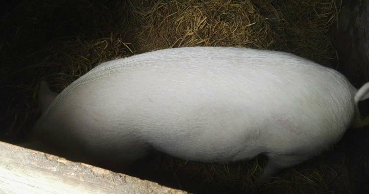 明天猪价生猪价格表4月1号 猪价走势如何?