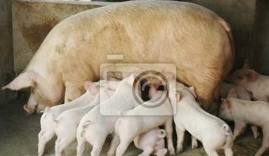 今日庄浪猪价多少,养殖户如何破解报价迷雾,南北乡镇价差对比