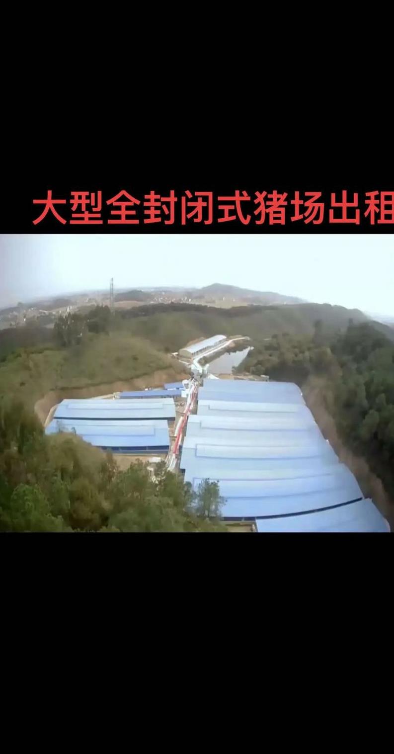 四川雅安名山生猪价格 雅安市名山区最近猪价