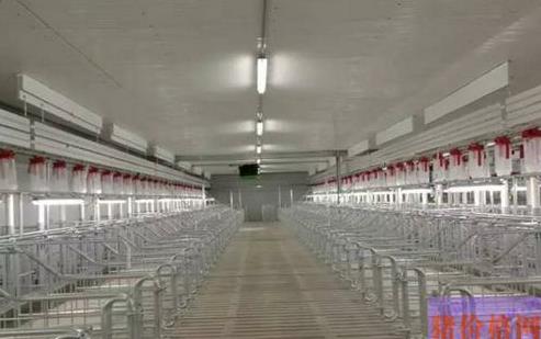 重庆猪价怎么样_近期为何波动_养殖户应对方案
