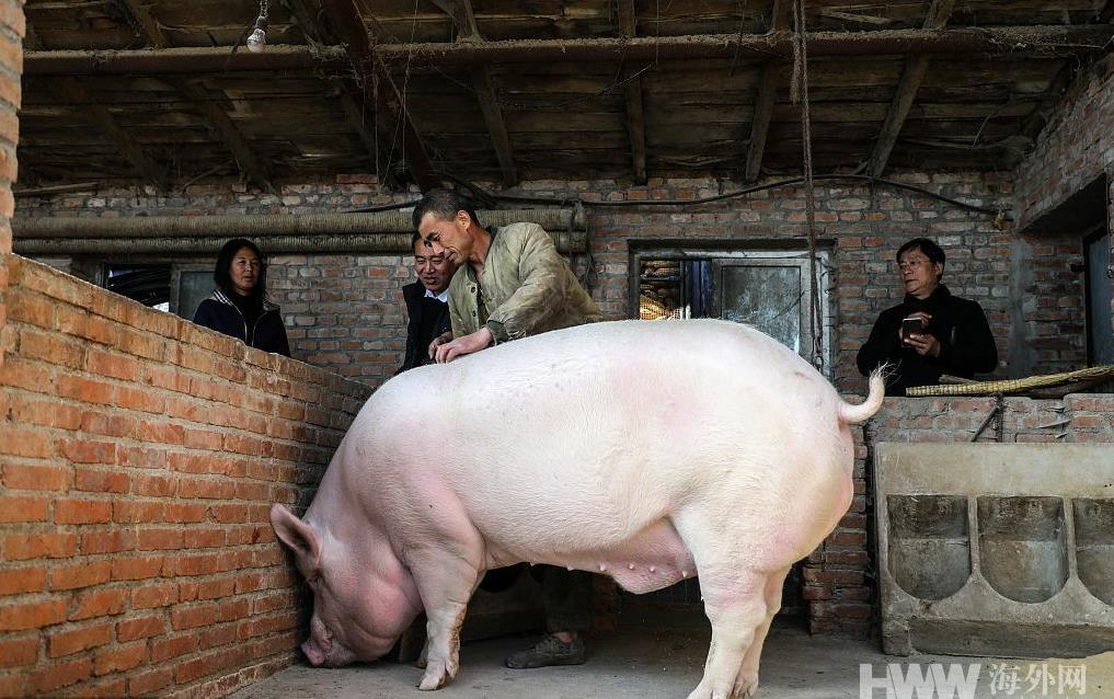 养猪一家人每日价格行情 猪肉价格波动，养殖户该何去何从？