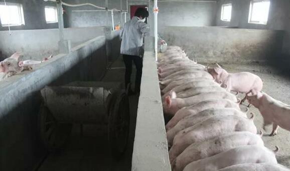 养猪饲料必须加盐吗？新手必看加盐门道