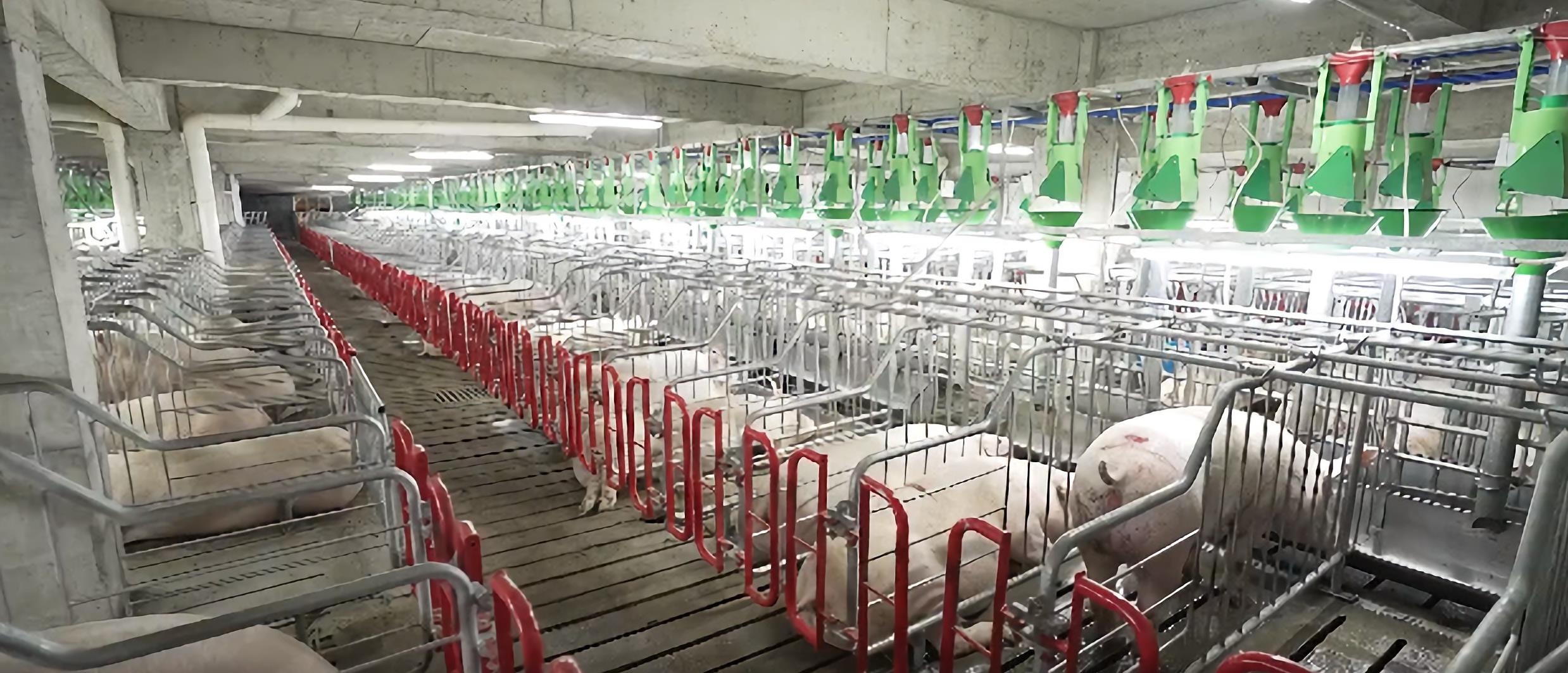 成都生猪价格_凌晨三点猪贩子报价_养猪人熬夜守价实录