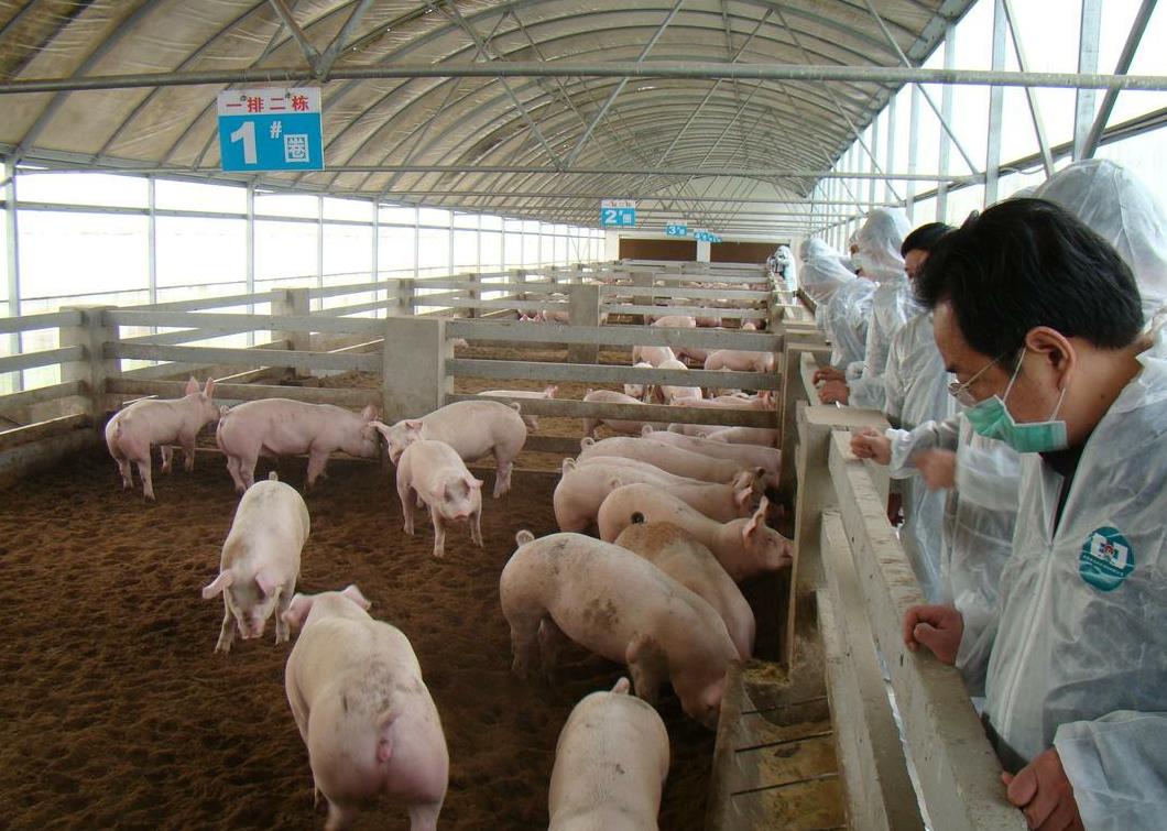 河南省商丘市生猪价格表 河南永城猪肉多少钱一斤啊