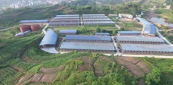 生猪咋挑才靠谱_新手避坑3大误区_行家教你看透门道