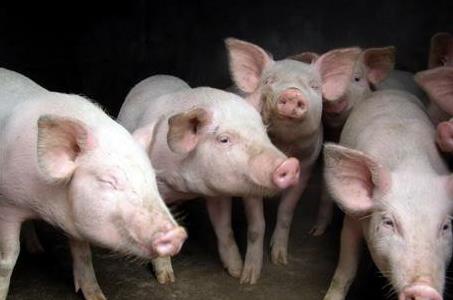 大中饲料怎么样?养殖户必看3大核心技术省30%成本