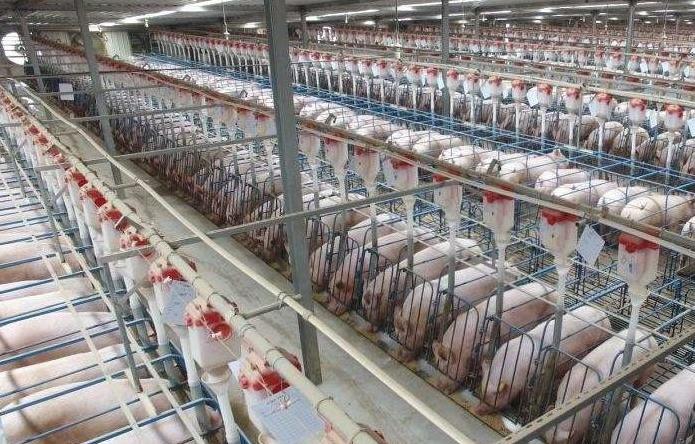 阿克苏猪肉价格查询 最新的猪肉价格