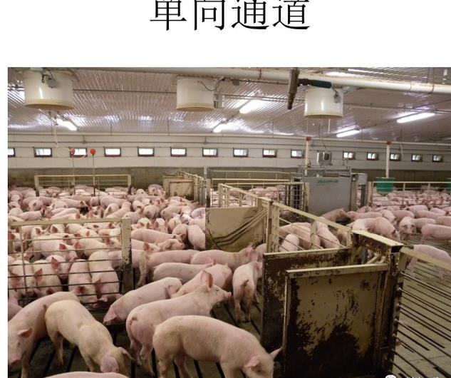 近期猪价走势_区域分化原因_养殖户应对策略分析