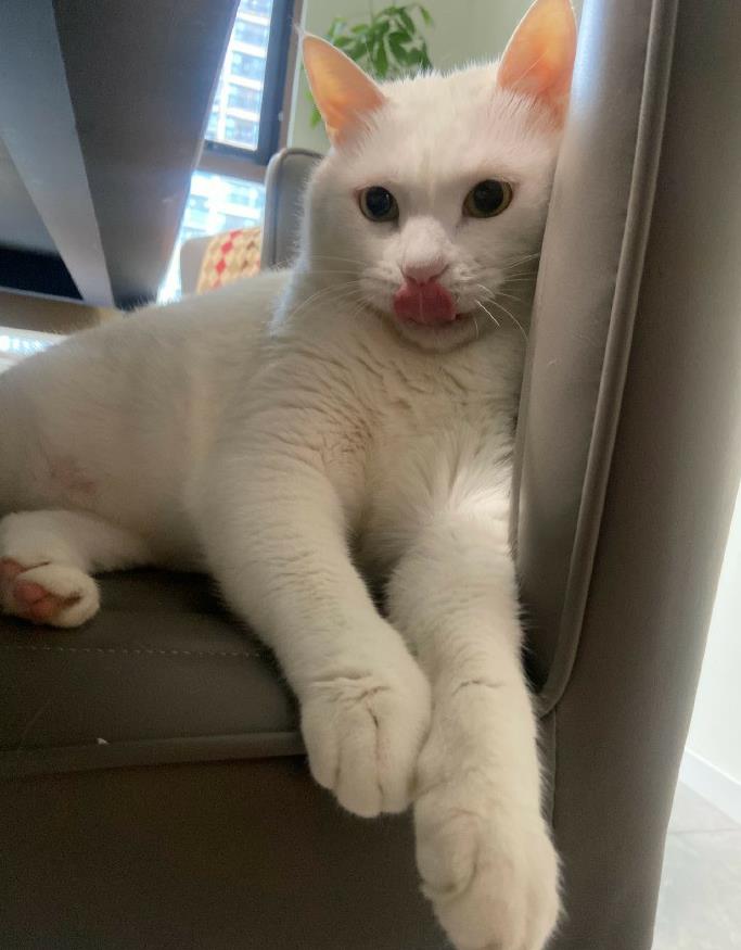 全国今日猪价行情一览表查询 猪价波动对养殖户有何影响?