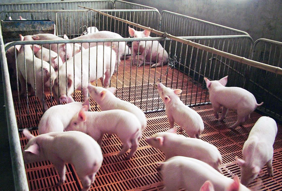生猪体长咋量准？老养殖户手把手教你三招搞定