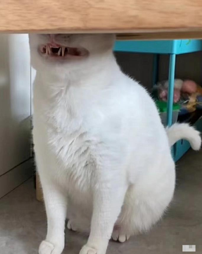 猪价表格实战指南,三大场景解析,数据决策秘籍