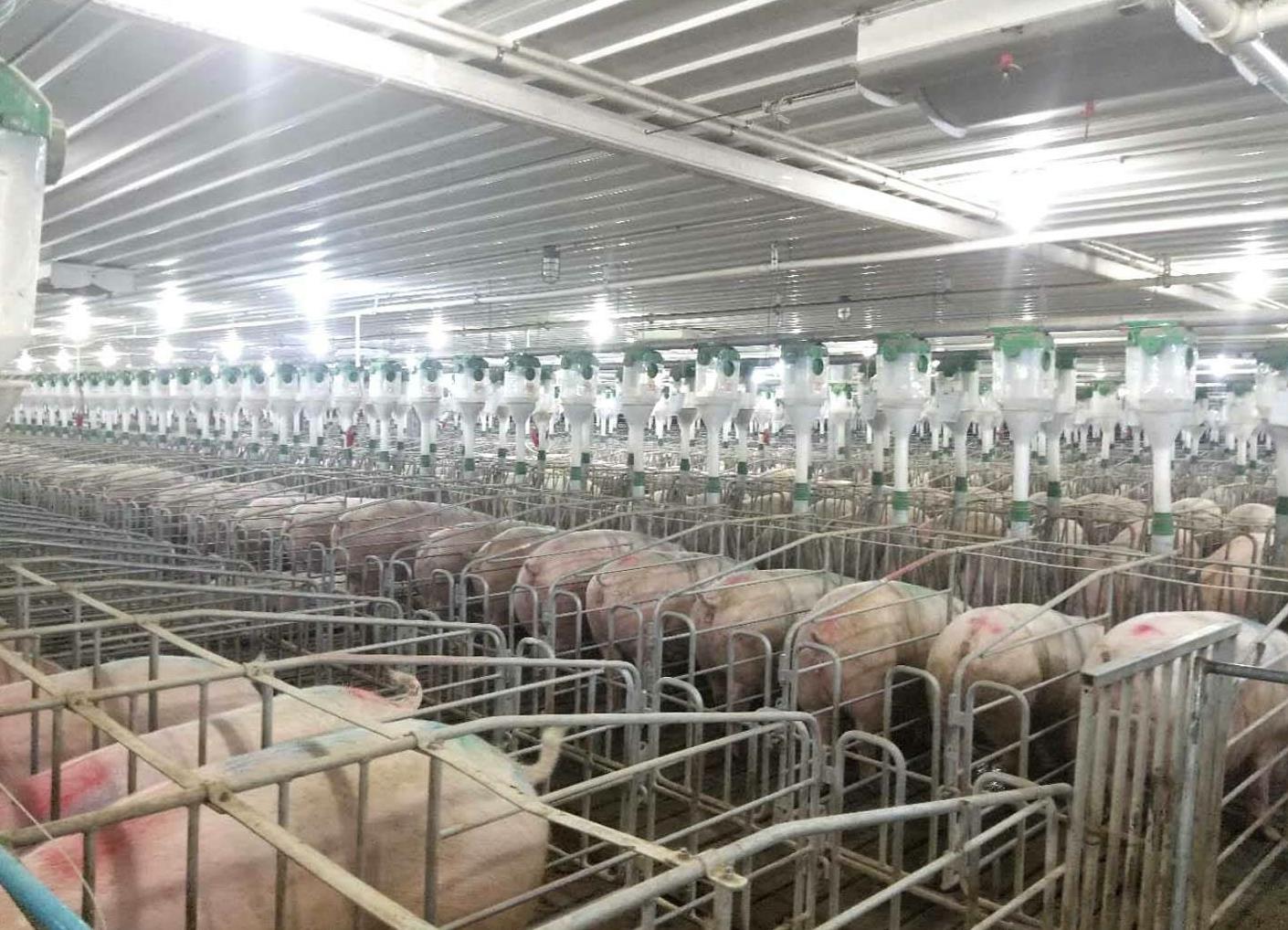 市场生猪价格跌成白菜价?养殖户必看的逆袭攻略