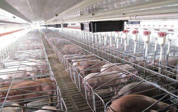 中国饲料够用吗_产能下降与需求激增_破解粮食安全困局