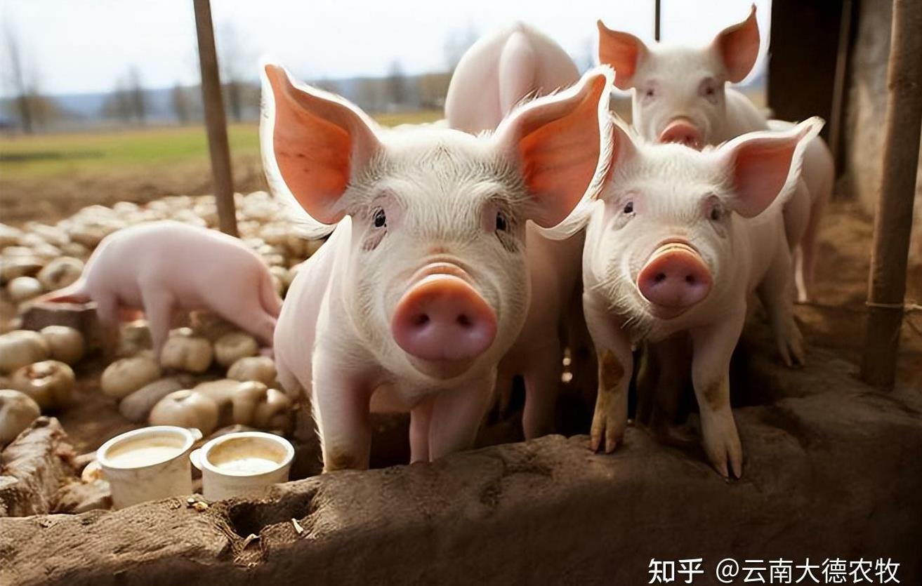 散养生猪遇疫病?三大实战场景破解养殖困局