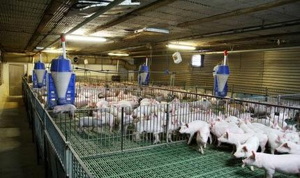 临汾今天猪肉啥价,菜场早市逛遍,七招教你每月省下150元