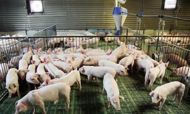 饲料发霉怎么办?养殖户必看的3步处理法 省3万避纠纷