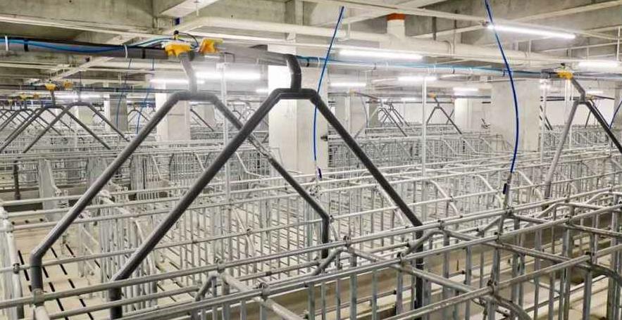 今天生猪多少钱一斤?北方涨南方跌背后的最新报价与避坑指南