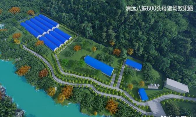 泗县生猪现在啥价?买肉总被坑?老手教你省15%攻略