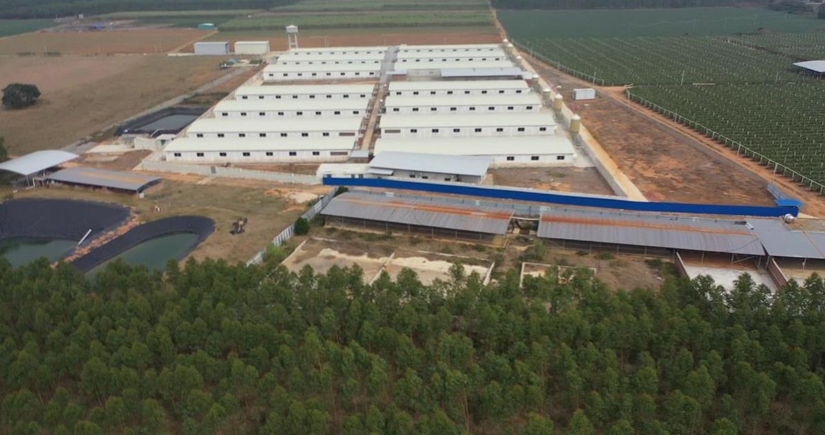 正邦仔猪质量如何,市场表现怎样,养殖户该如何选择