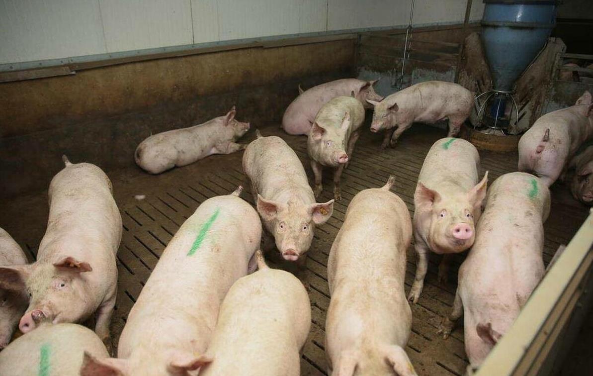 陕西猪肉价格今日多少钱一斤 西安市猪肉价格今日价一斤