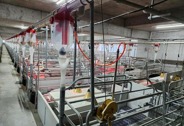 辽阳生猪价格解析,三区实时报价对比,养殖户卖猪指南
