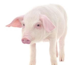 25日生猪价每斤跌破8元？3招操作省2000