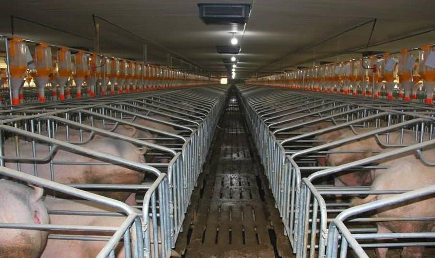 最近猪肉价格为啥涨跌不定?看懂这3点不吃亏