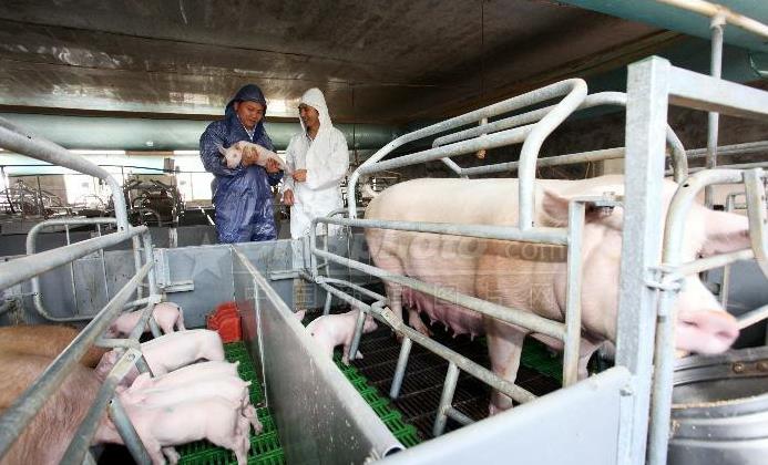 肥猪价涨跌迷局?看懂4月行情省3万养殖费