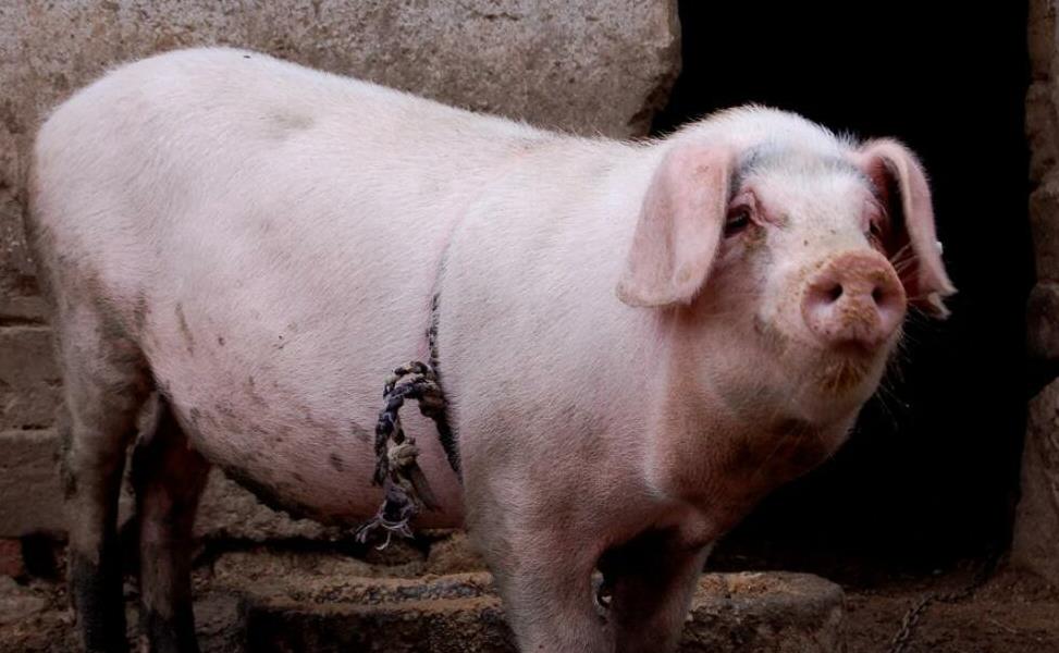 巩义猪肉价格_为啥忽高忽低_养殖户教你三招应对