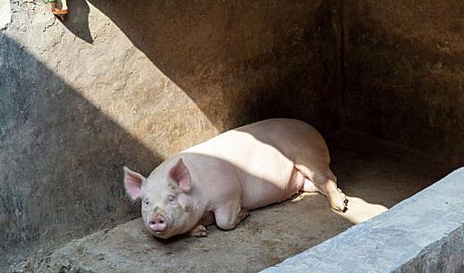 商丘市生猪价格 河南商丘生猪价格