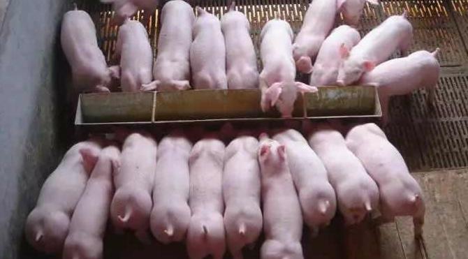 江华生猪价格现在啥行情?三个实战技巧教你稳赚不赔