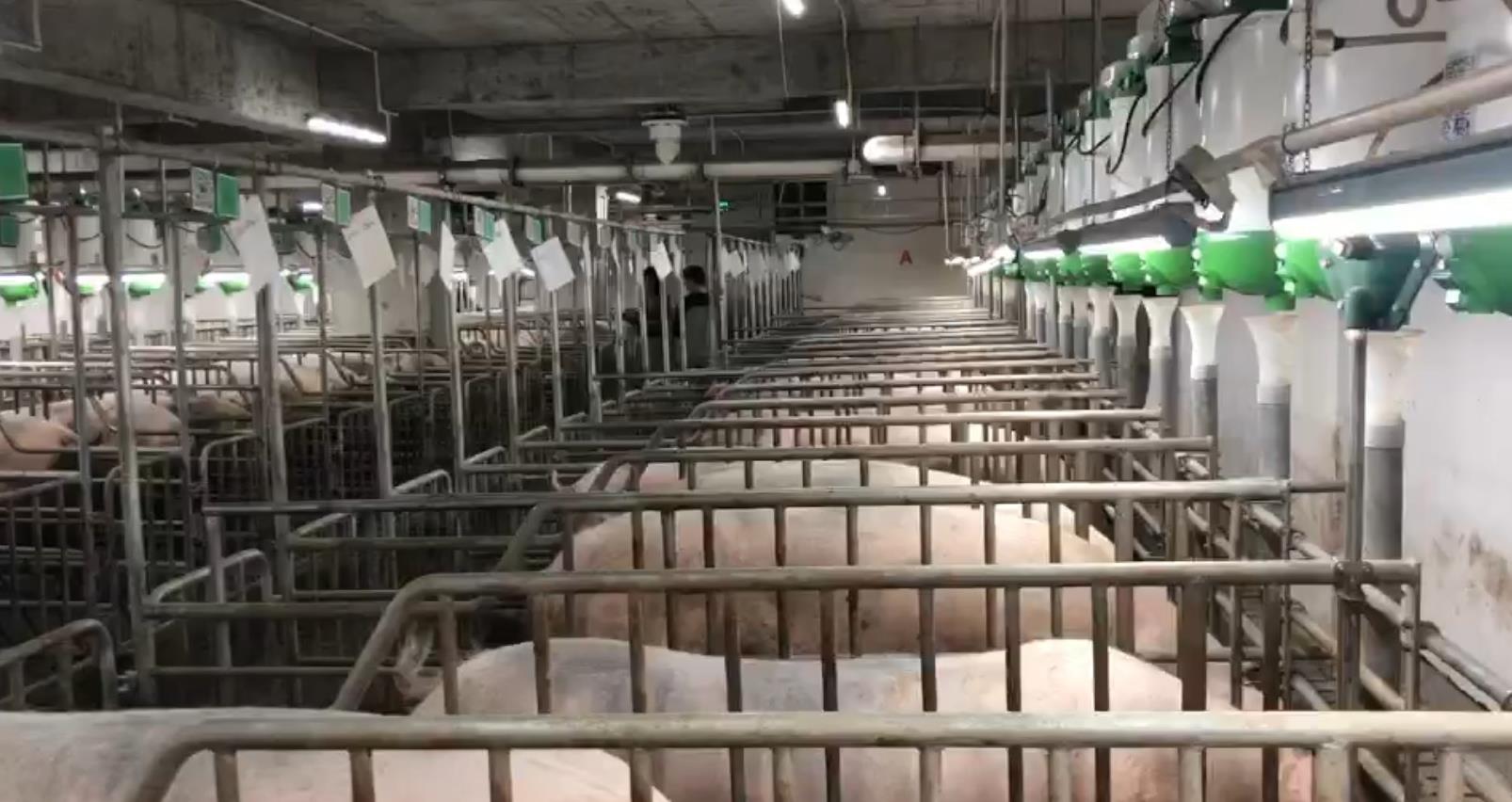 福建泉州今日猪价多少钱 石家庄今日肉价查询