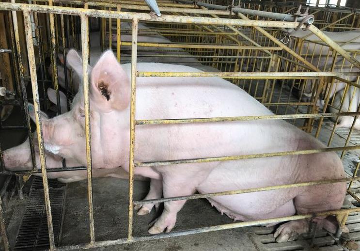 生猪何时涨价_看懂三大信号_2025价格走势全解析