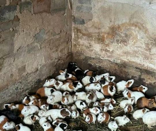 最近猪肉价格为啥涨跌不定?看懂这3点不吃亏
