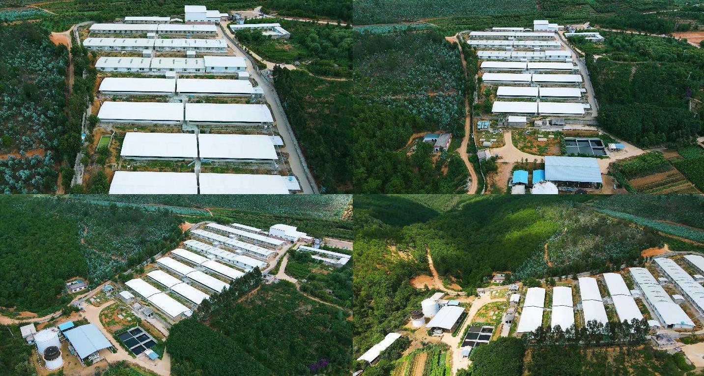 价跳水?养殖户凌晨抢卖真相_三招锁利避亏