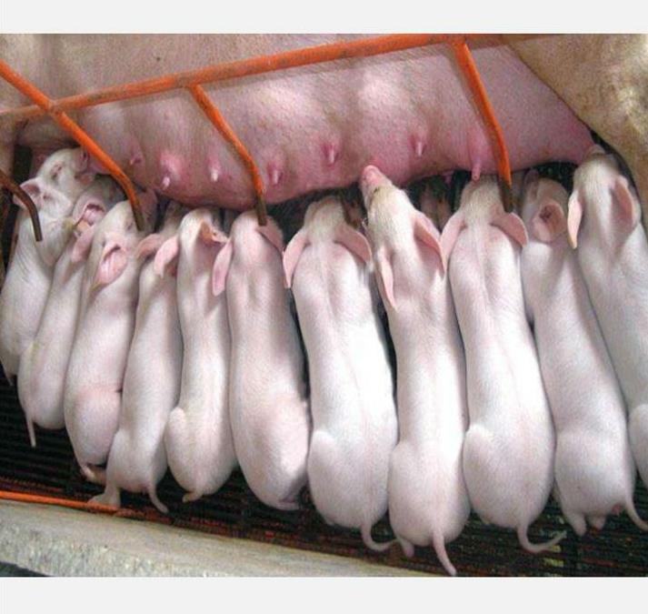 生猪价格何时止跌?深度解析未来半年走势玄机