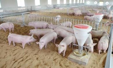 大中饲料怎么样?养殖户必看3大核心技术省30%成本