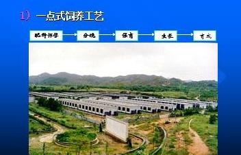 仔猪保育期长短咋定?三阶段调养法省药费200元 窝