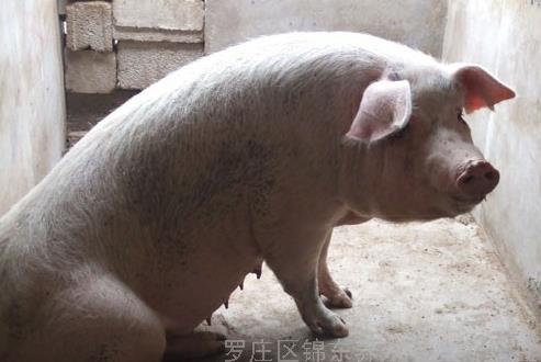 三水今日猪价如何,养殖户如何应对价格波动,最新行情解析