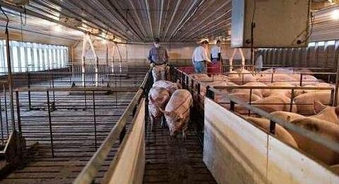 禄劝生猪价_赶集日砍价技巧_实时行情获取秘籍