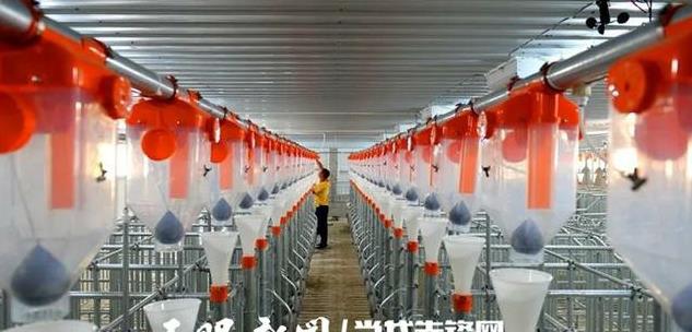 河南猪价多少钱一斤 固始县生猪屠宰场