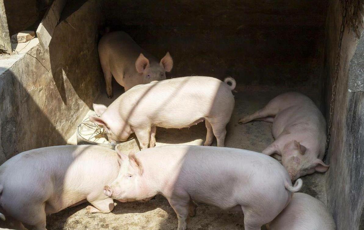 湘潭猪价还能冲多高?养猪人必看的三大生存法则