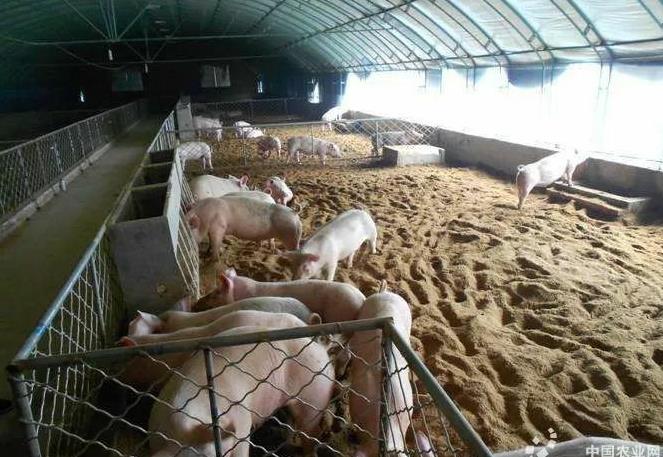 锦州生猪啥行情?价格波动咋应对?新手必看避坑指南