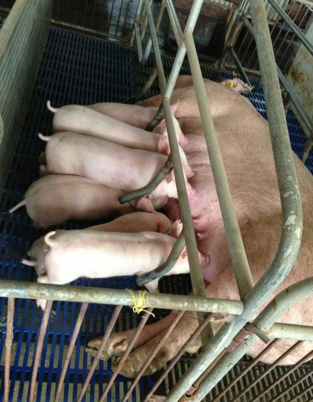 郑州市猪肉价格今日价 今天郑州猪肉零售价查询价目