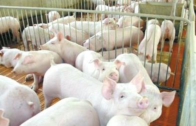 乐昌猪价何时反弹?2025年走势预判与降本15%攻略