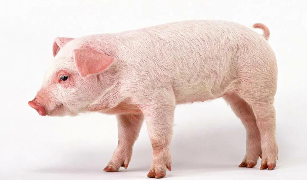 北京生猪报价7.3元起?看懂三大价格陷阱省2万