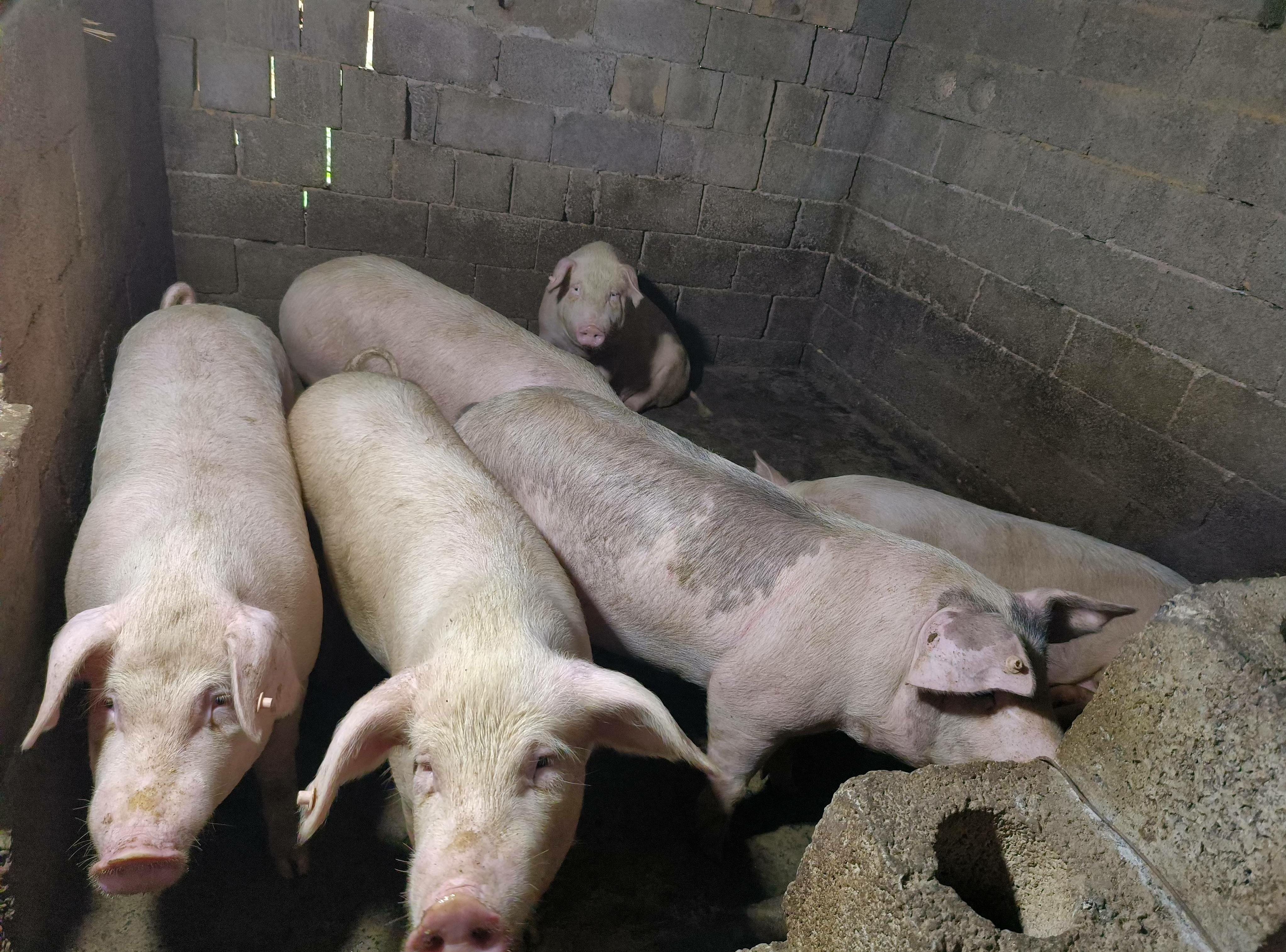 辽宁沈阳今日猪肉价格 沈阳猪肉价格今日价格