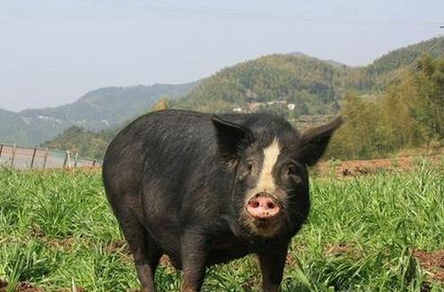 广西猪肉价飙到多离谱?精打细算家庭月省200元买肉妙招