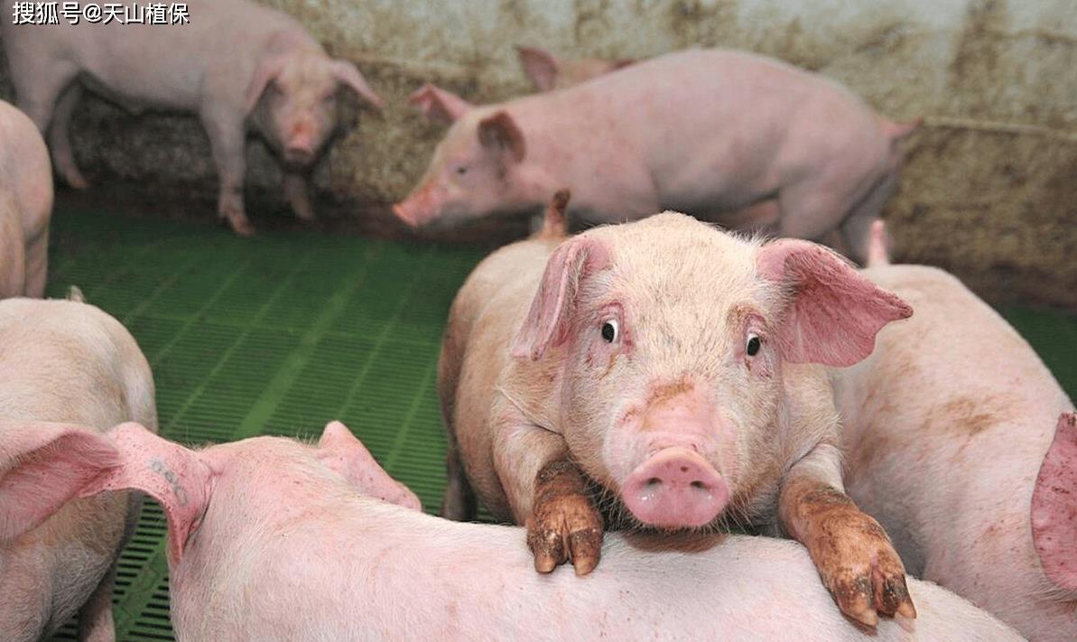 甘肃猪肉现在啥价?菜场老手教你避坑省15%攻略